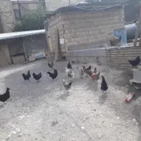 مرغ محلی