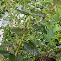نهال بلوبری یکساله و دو ساله بارده