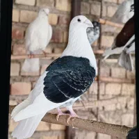 کبوتر پشت گراف