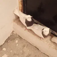 یه جفت طوقی