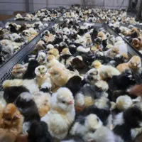 فروش جوجه یکروزه سلطان