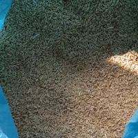 گندم دیمه آذر 2