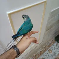 گرینچیک تراکوییس فول دستی سخنگو