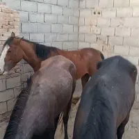 فروش اسب باری