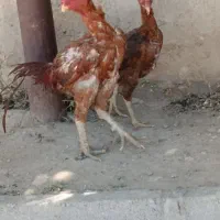 خروس ومرغ لاری اصیل