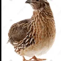 بلدرچین آماده