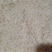 فروش برنج هاشمی اعلاء محصول تازه سیاهکل گیلان