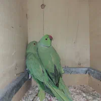 جفت ملنگو مولد کار داده