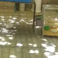 قفس پرنده