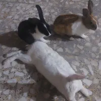 خرگوش