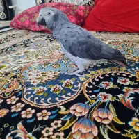 طوطی کاسکو تمینه