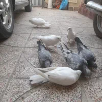 ۱۰طوق کبوتر