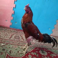 ساخت دستگاه جوجه کشی