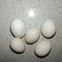 مرغ و خروس سیبرایت طلایی وبوف
