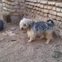 سگ خارجی
