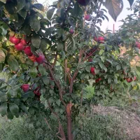 میوه سر بار