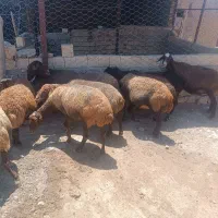 میش آبستن