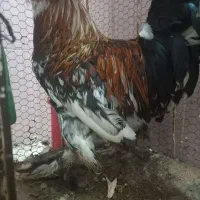 خروس سلطانی