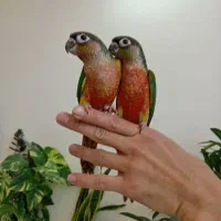 جوجه گرنچیک دونخور دستی