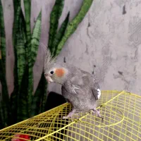 عروس هلندی نر