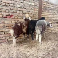 بره نر