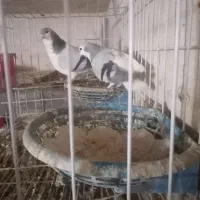 جفت چپ سبز استوره