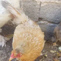 مرغ برهما کرچ
