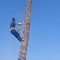 قطع نخل بریدن درخت هرس نخل سمپاشی موریانه تقویتی