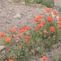 زمین خانه صفر کلید نخورده باغ نیر سخوید با چاه آب