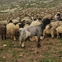40راس میش ده تا کووه