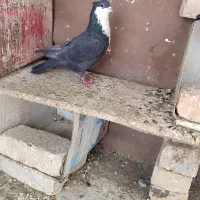 کبوتر کفتر کرباتی کاکلی پرنده