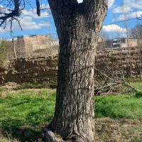 خرید و فروش انواع چوب تر و خشک