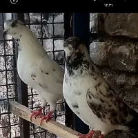 کبوتر جفتی