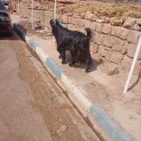 یک راس دوبر هیکل دار بز رون