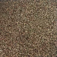 لوبیا آشی درجه یک