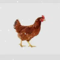 دان مرغ زیر قیمت بازار