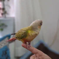 طوطی گرینچیک