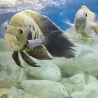 ماهی های گوشتخوار اسکار و کوسه معاوضه هم دارم