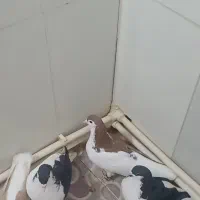 ۴عدد کبوتر ۳نر ۱ماده