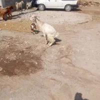 ۳عدد