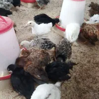 ۱۰۰عدد جوجه