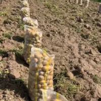 پذیرش تمامی خدمات محصولات کشاورزی ازکاشت تابرداشت