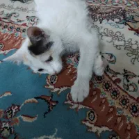 واگذاری گربه