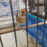 سهره قناری رنگ خاص نقاب دار دهن میکس