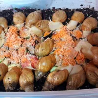 شاه مولد آلبینو