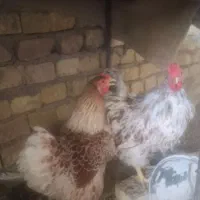 مرغ خروس ویاندوت ارنج