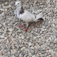 کبوتر گشمده