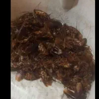 سم پاش سوسک ساس سمپاشی گال کنه موش کل مشهد تضمینی