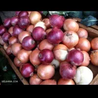 پیاز درشت رستورانی