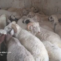 قوچ|حیوانات مزرعه|کهنوج, |دیوار